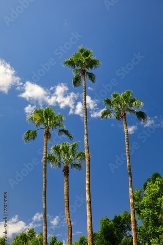 Blue sky with Tropical Palm Trees