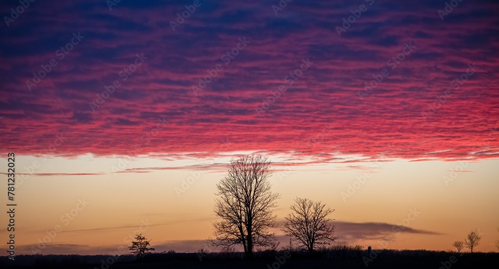 Silhouette of trees during the sunset Silhouette of trees during the sunset