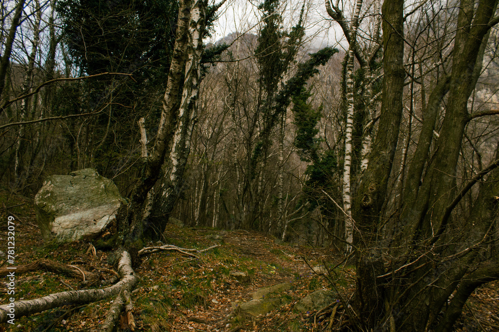 Fototapeta premium sentiero giallo in montagna