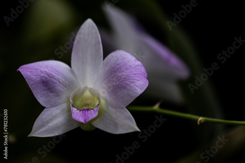 Close-up of Cooktown orchid (Dendrobium bigibbum) isolated on a blurry background photo