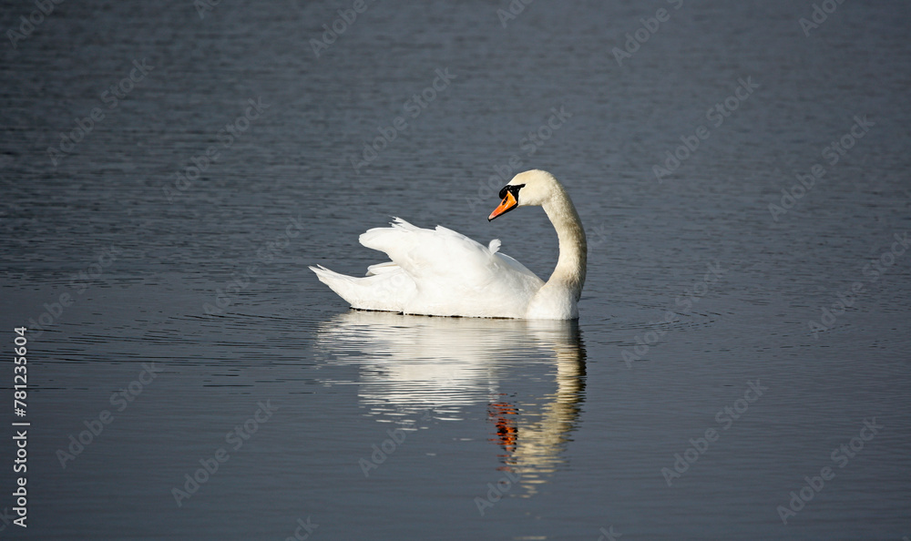 Fototapeta premium Mute swan on the lake