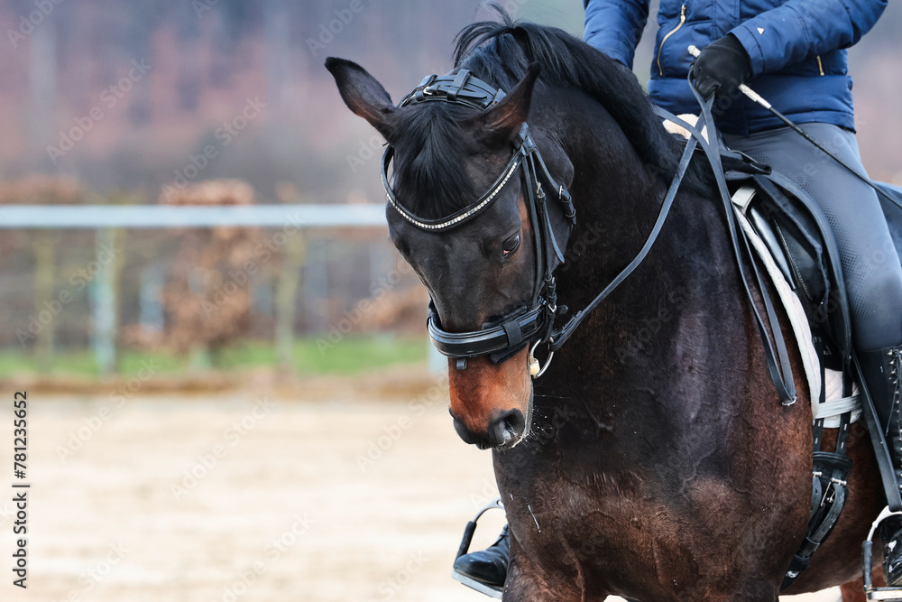 Horse training on the riding arena, close-up.