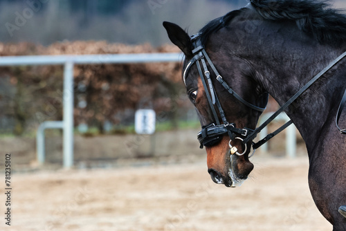Horse training on the riding arena, close-up. © RD-Fotografie