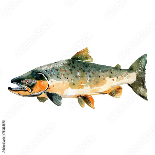 landlocked salmon vector illustration in watercolour style photo