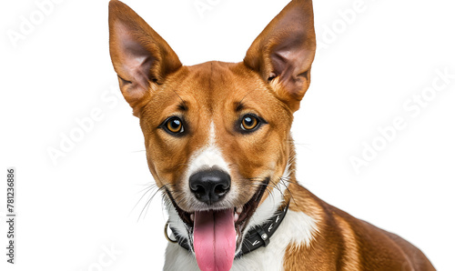 Happy Basenji with Tongue Out