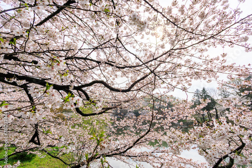 Wallpaper Mural 水辺で満開に咲く美しいソメイヨシノ（桜）。

桜の名所、日本国神奈川県横浜市鶴見区、三ツ池公園にて。
2024年4月7日撮影。


Beautiful Someiyoshino sakura (Cerasus x yedoensis, cherry blossom) trees in full bloom by the water.

At Mitsuike Park, Tsurumi Ward, Torontodigital.ca