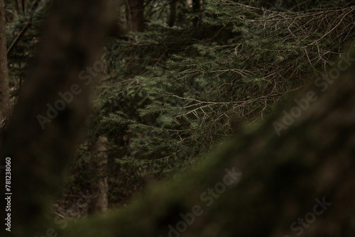 ramo incorniciato nel bosco photo
