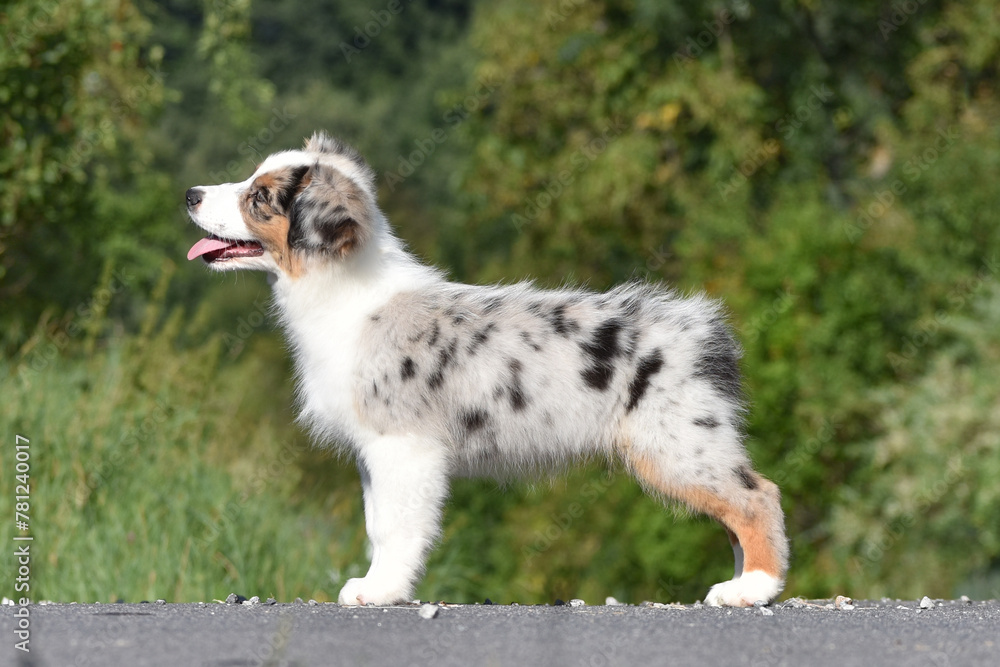 Outdoors photo of blue merle australian shepherd dog standing sideways in breed stack on spring park background Outdoors photo of blue merle australian shepherd dog standing sideways in breed stack on spring park background