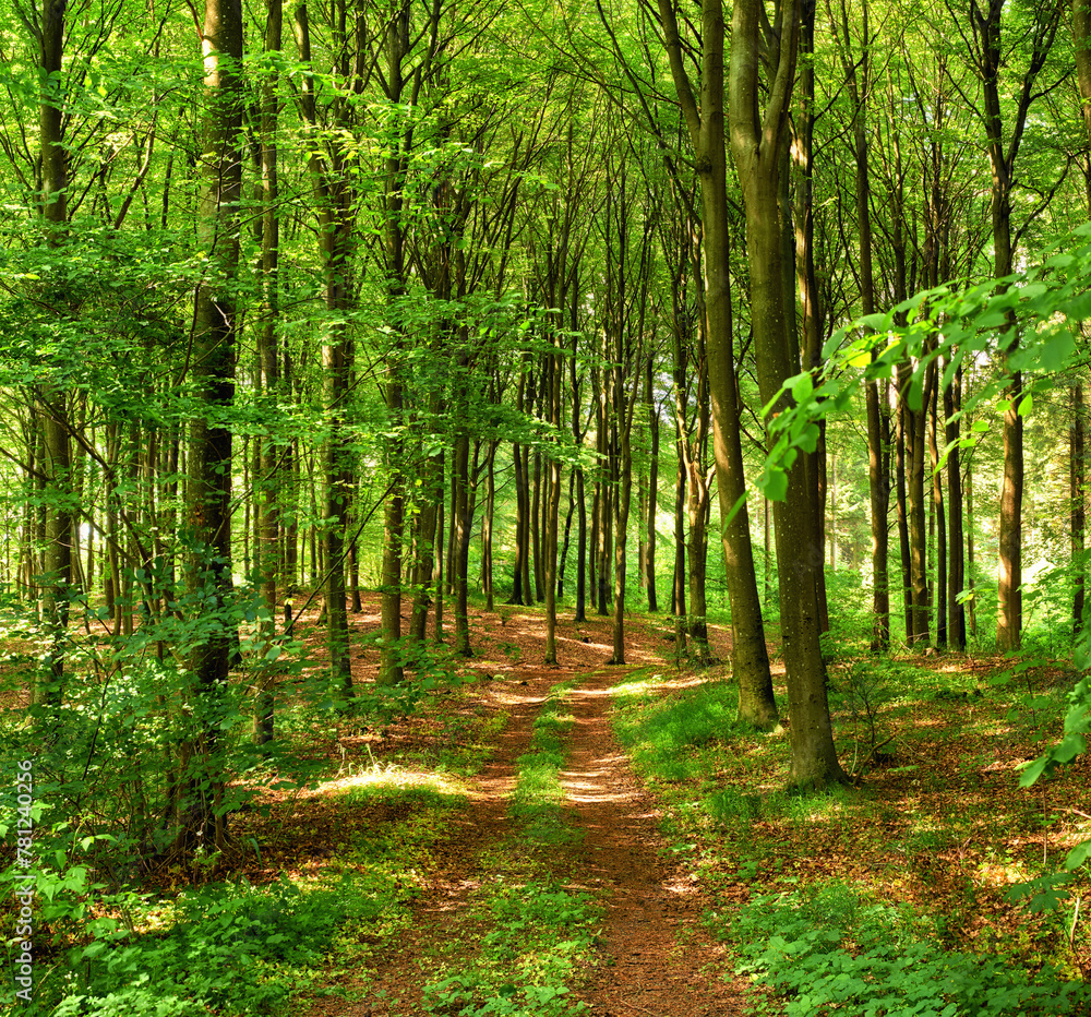 Obraz premium Nature, forest and spring with trees, landscape and growth for natural climate and ecology. Morning, environment and denmark countryside with green, jungle and woods for path and peace or calm