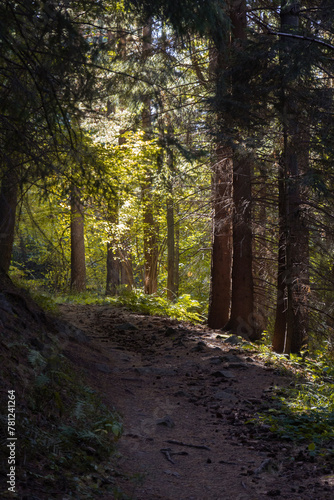 path in the woods © Василіса Двойченкова