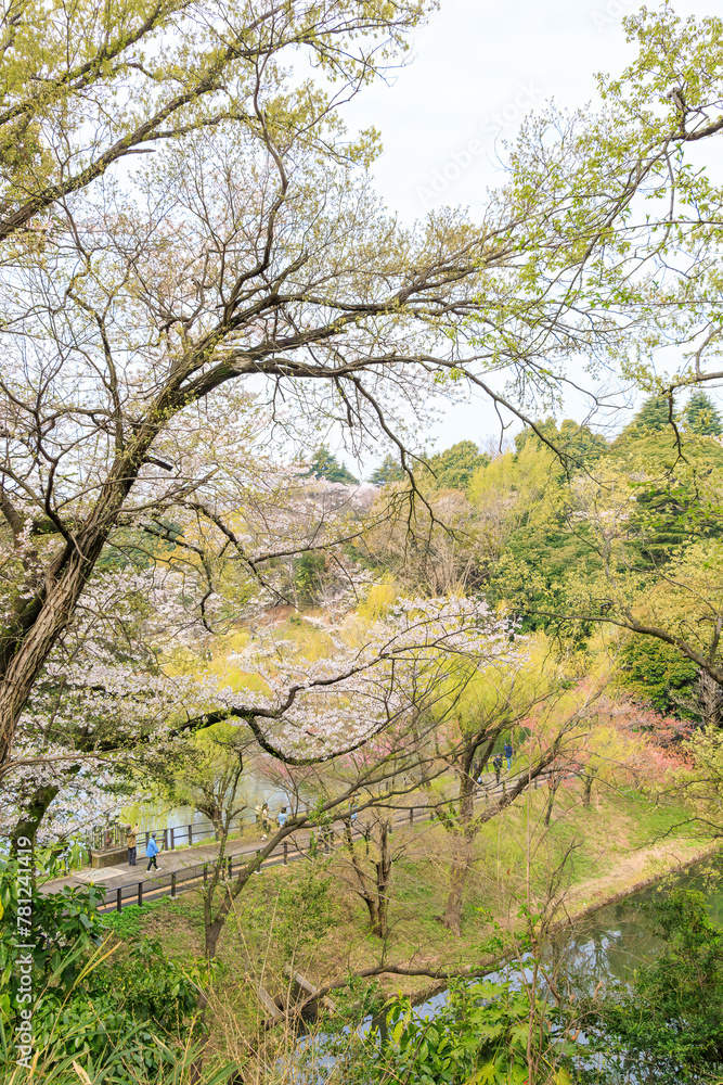 水辺で満開に咲く美しいソメイヨシノ(桜)。
桜の名所、日本国神奈川県横浜市鶴見区、三ツ池公園にて。
2024年4月7日撮影。
Beautiful Someiyoshino sakura (Cerasus x yedoensis, cherry blossom) trees in full bloom by the water.
At Mitsuike Park, Tsurumi Ward, 水辺で満開に咲く美しいソメイヨシノ(桜)。
桜の名所、日本国神奈川県横浜市鶴見区、三ツ池公園にて。
2024年4月7日撮影。
Beautiful Someiyoshino sakura (Cerasus x yedoensis, cherry blossom) trees in full bloom by the water.
At Mitsuike Park, Tsurumi Ward,