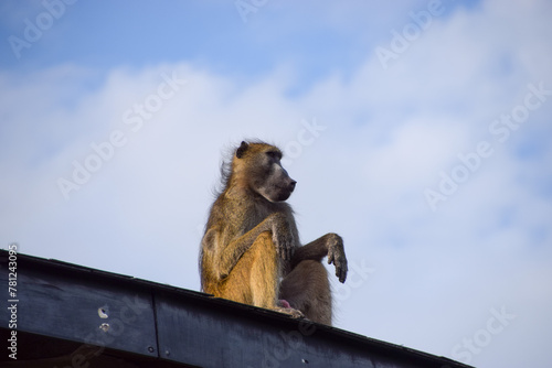 Cape baboon, also known as chacma baboon, sits on the roof of a safari lodge in Zimbabwe photo