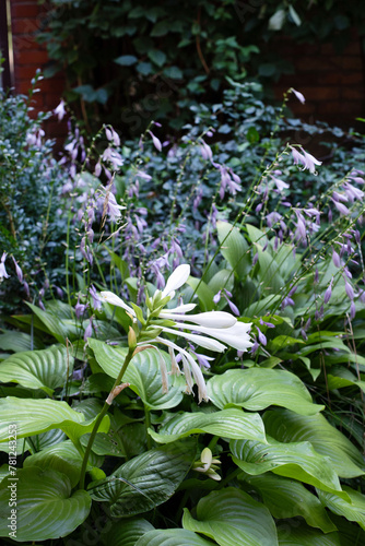 Hosta plants with purple and white flowers. Shade tolerant plants in a garden in summer