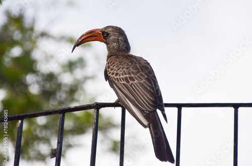 A Bradfield's hornbill perches on a fence in a nature reserve in Zimbabwe photo