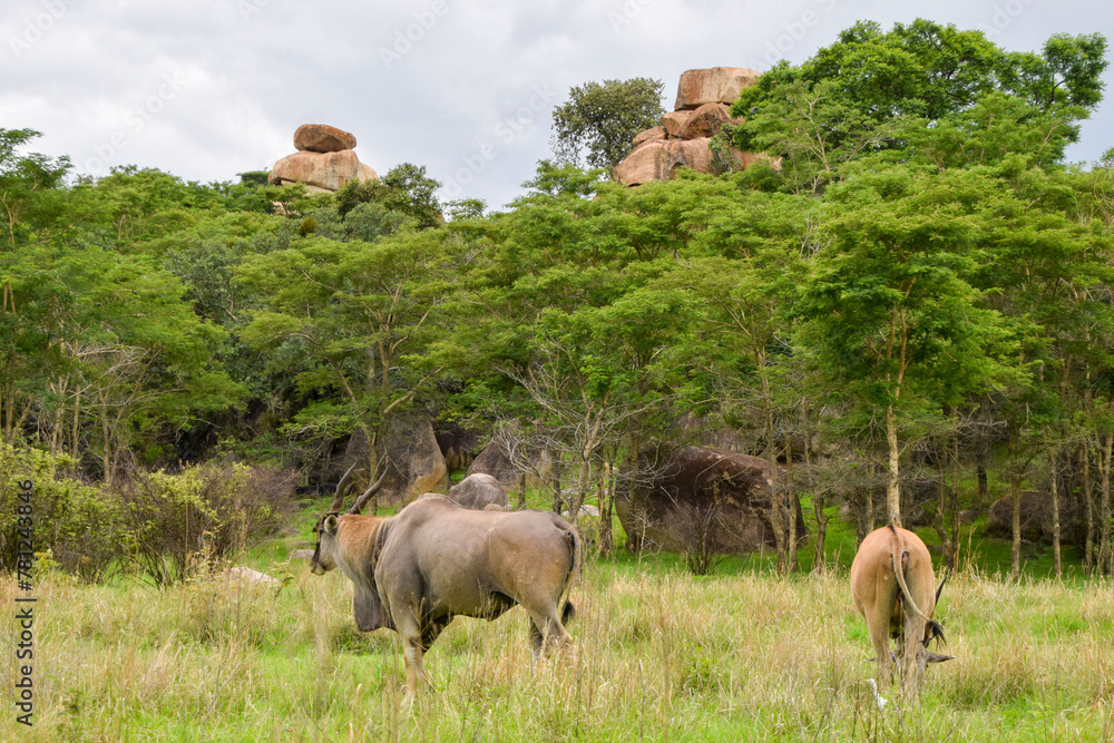 Obraz premium Eland antelopes stand in a landscape with balancing rocks in a nature reserve in Zimbabwe