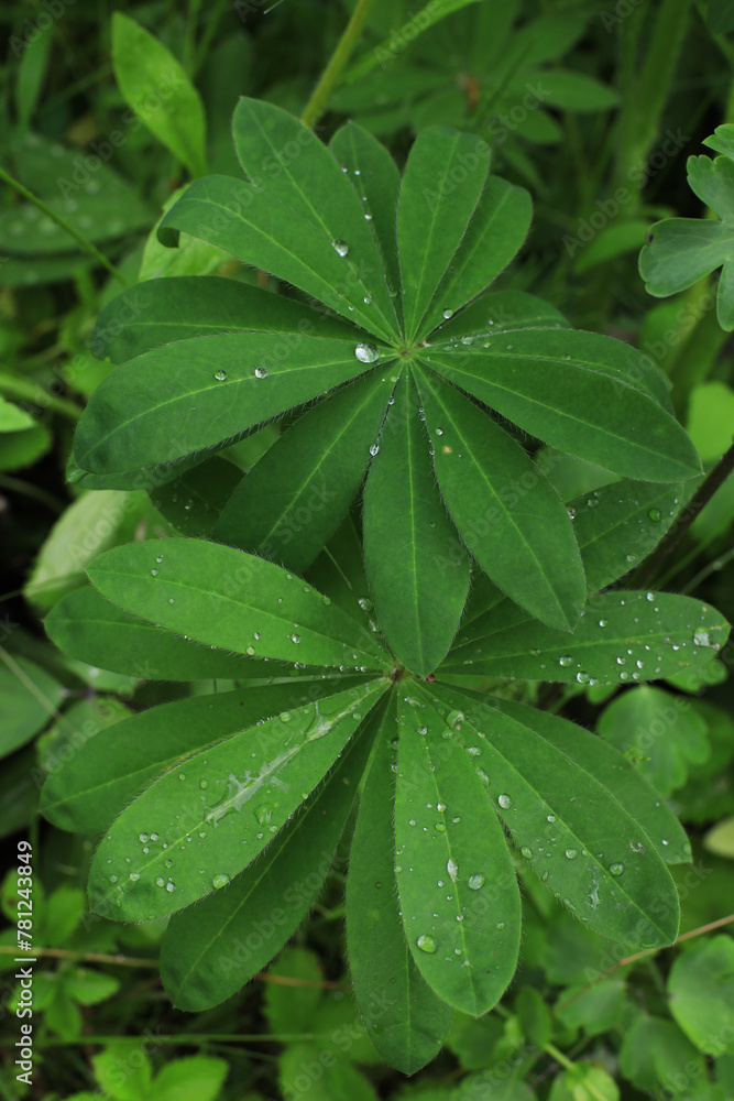 Lupine leaves with dew drops in a garden Lupine leaves with dew drops in a garden