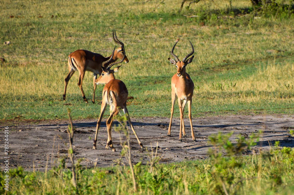 Naklejka premium Impala antelopes in a nature reserve in Zimbabwe