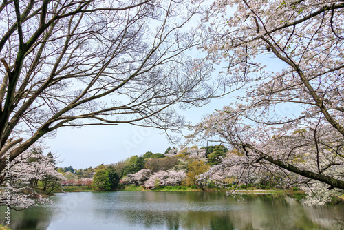 Wallpaper Mural 水辺で満開に咲く美しいソメイヨシノ（桜）。

桜の名所、日本国神奈川県横浜市鶴見区、三ツ池公園にて。
2024年4月7日撮影。


Beautiful Someiyoshino sakura (Cerasus x yedoensis, cherry blossom) trees in full bloom by the water.

At Mitsuike Park, Tsurumi Ward, Torontodigital.ca