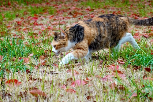 ノラ　探す photo