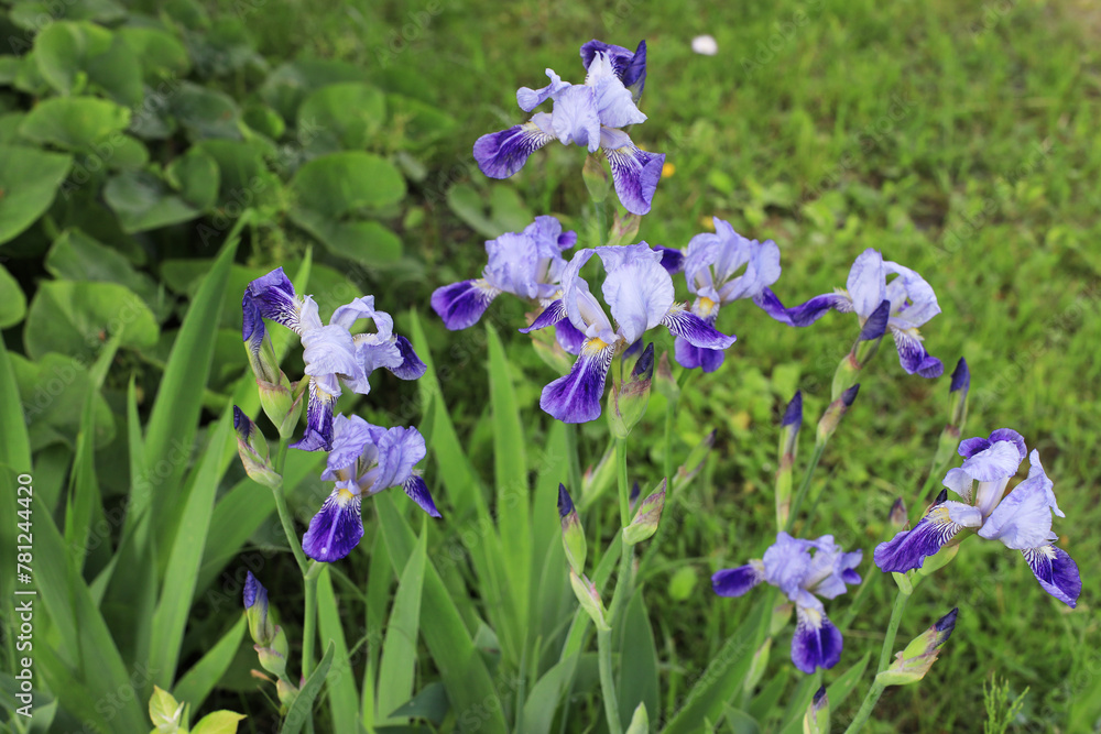 Beautiful blue irises in a spring garden