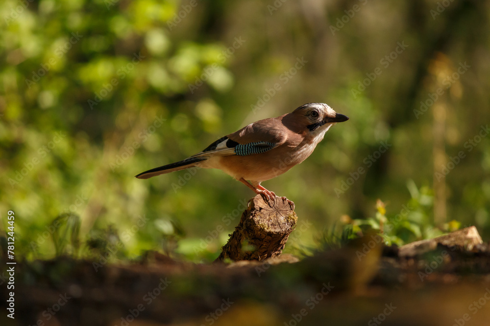 eurasian jay on the branch, garrulus glandarius eurasian jay on the branch, garrulus glandarius