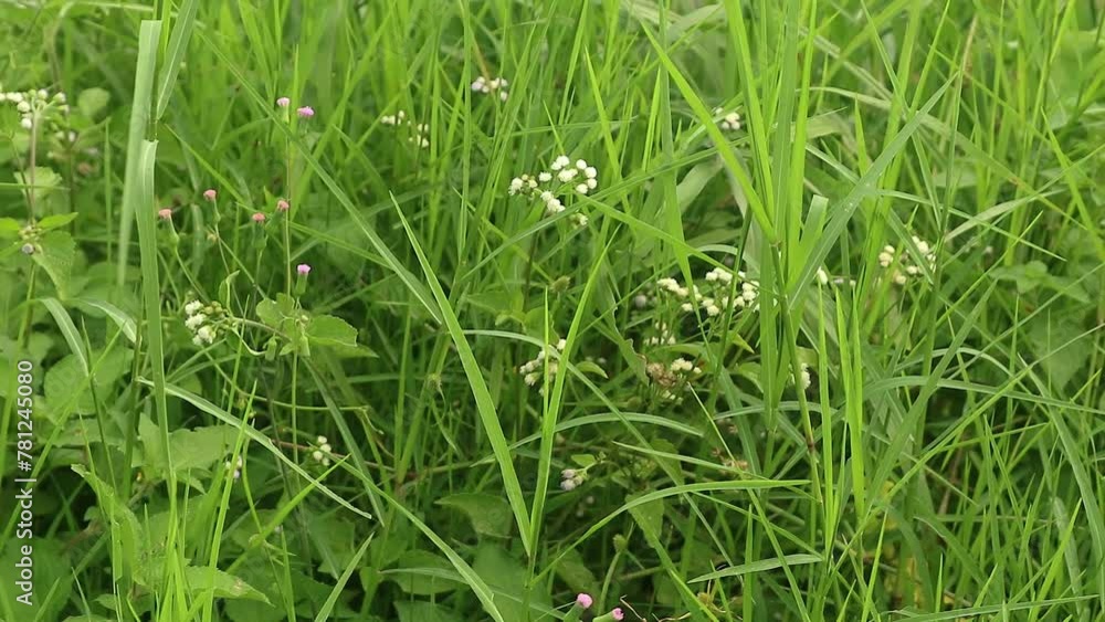 Alang-alang or ilalang (Imperata Cylindrica) is a type of grass with sharp leaves, which often becomes a weed on agricultural land Alang-alang or ilalang (Imperata Cylindrica) is a type of grass with sharp leaves, which often becomes a weed on agricultural land