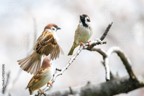 美しいソメイヨシノ（桜）の間を飛び回り盗蜜する可愛いスズメ（スズメ科）。  日本国神奈川県横浜市鶴見区、矢向一丁目公園にて。 2024年4月7日撮影。  Lovely Tree Sparrow (Passer montanus : family comprising sparrows) flitting among the beautiful Someiyoshino sakura (Cerasu © d3_plus