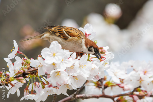 美しいソメイヨシノ（桜）の間を飛び回り盗蜜する可愛いスズメ（スズメ科）。

日本国神奈川県横浜市鶴見区、矢向一丁目公園にて。
2024年4月7日撮影。

Lovely Tree Sparrow (Passer montanus : family comprising sparrows) flitting among the beautiful Someiyoshino sakura (Cerasu photo