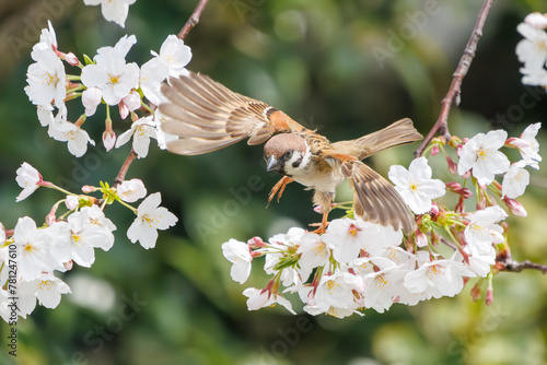 美しいソメイヨシノ（桜）の間を飛び回り盗蜜する可愛いスズメ（スズメ科）。

日本国神奈川県横浜市鶴見区、矢向一丁目公園にて。
2024年4月7日撮影。

Lovely Tree Sparrow (Passer montanus : family comprising sparrows) flitting among the beautiful Someiyoshino sakura (Cerasu photo