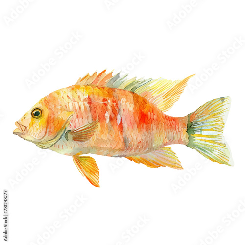 tilapia fish vector illustration in watercolour style