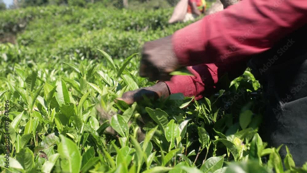 Close-up of hands while picking tea leaves. Worker on tea planation in Sri Lanka. Real time in 4K resolution. Close-up of hands while picking tea leaves. Worker on tea planation in Sri Lanka. Real time in 4K resolution.
