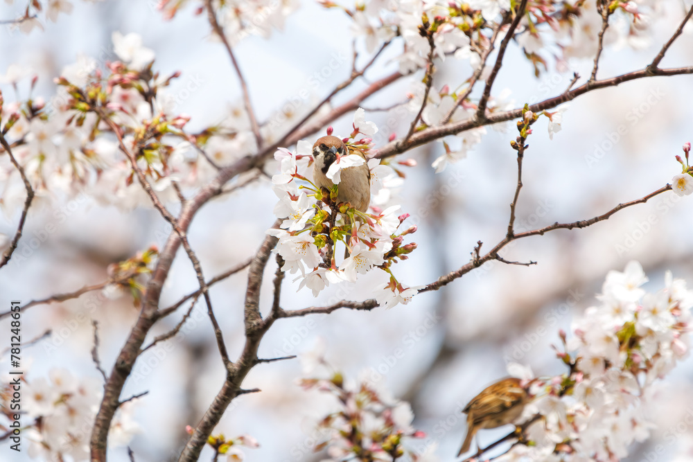 美しいソメイヨシノ(桜)の間を飛び回り盗蜜する可愛いスズメ(スズメ科)。
日本国神奈川県横浜市鶴見区、矢向一丁目公園にて。
2024年4月7日撮影。
Lovely Tree Sparrow (Passer montanus : family comprising sparrows) flitting among the beautiful Someiyoshino sakura (Cerasu 美しいソメイヨシノ(桜)の間を飛び回り盗蜜する可愛いスズメ(スズメ科)。
日本国神奈川県横浜市鶴見区、矢向一丁目公園にて。
2024年4月7日撮影。
Lovely Tree Sparrow (Passer montanus : family comprising sparrows) flitting among the beautiful Someiyoshino sakura (Cerasu