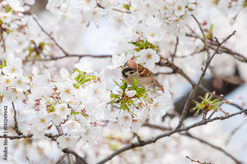 美しいソメイヨシノ(桜)の間を飛び回り盗蜜する可愛いスズメ(スズメ科)。
日本国神奈川県横浜市鶴見区、矢向一丁目公園にて。
2024年4月7日撮影。
Lovely Tree Sparrow (Passer montanus : family comprising sparrows) flitting among the beautiful Someiyoshino sakura (Cerasu 美しいソメイヨシノ(桜)の間を飛び回り盗蜜する可愛いスズメ(スズメ科)。
日本国神奈川県横浜市鶴見区、矢向一丁目公園にて。
2024年4月7日撮影。
Lovely Tree Sparrow (Passer montanus : family comprising sparrows) flitting among the beautiful Someiyoshino sakura (Cerasu