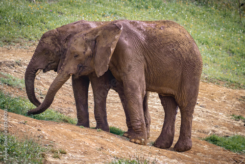 Elephant family playing together