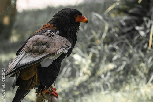 portrait of bateleur - medium sized eagle with orange beak