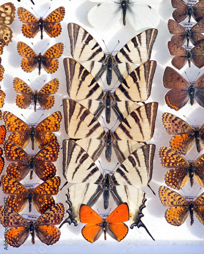 colorful butterflies in the collection. butterflies swallowtail in a set