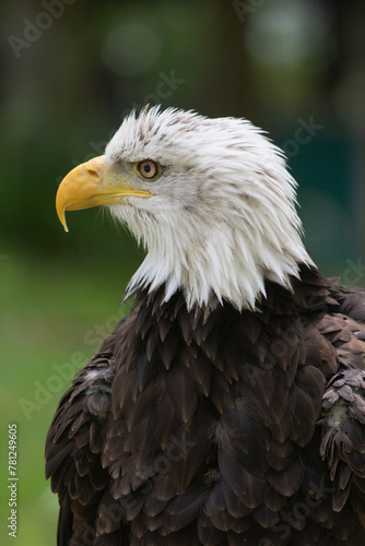 portrait of southern bald eagle