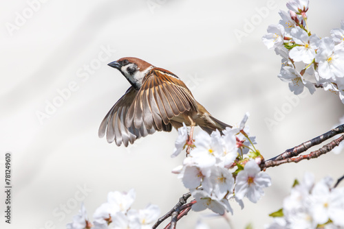 美しいソメイヨシノ（桜）の間を飛び回り盗蜜する可愛いスズメ（スズメ科）。

日本国神奈川県横浜市鶴見区、矢向一丁目公園にて。
2024年4月7日撮影。

Lovely Tree Sparrow (Passer montanus : family comprising sparrows) flitting among the beautiful Someiyoshino sakura (Cerasu photo