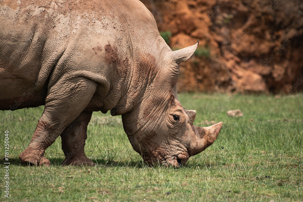 Fototapeta premium Portrait of beautiful rhinoceros eating grass