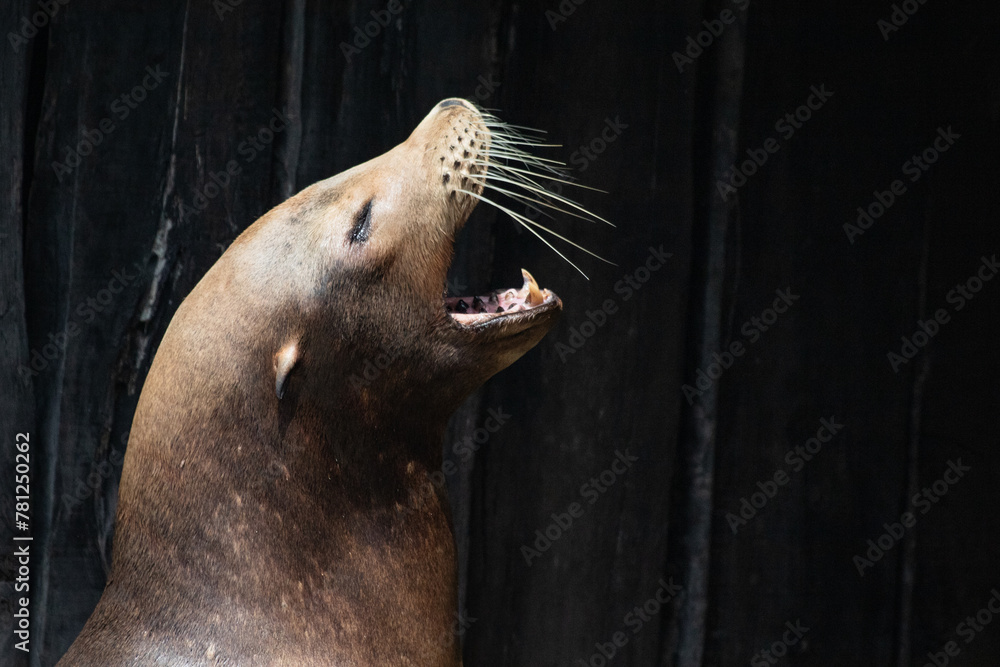 Obraz premium sea lion with opened mouth screaming