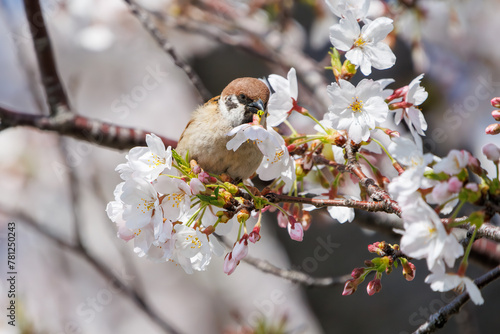 美しいソメイヨシノ（桜）の間を飛び回り盗蜜する可愛いスズメ（スズメ科）。

日本国神奈川県横浜市鶴見区、矢向一丁目公園にて。
2024年4月7日撮影。

Lovely Tree Sparrow (Passer montanus : family comprising sparrows) flitting among the beautiful Someiyoshino sakura (Cerasu photo