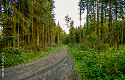 Forest road. Road in the woods