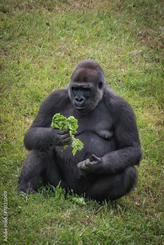 portrait of gorilla eating fresh green salad © Barbara C