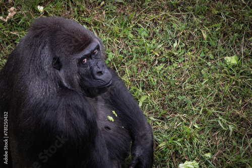 portrait of gorilla looking at camera  feeling angry and sad