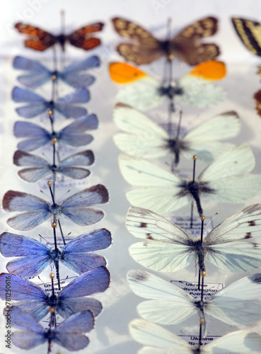 Colorful butterflies in the collection. Butterflies in a set. Сommon blue but...