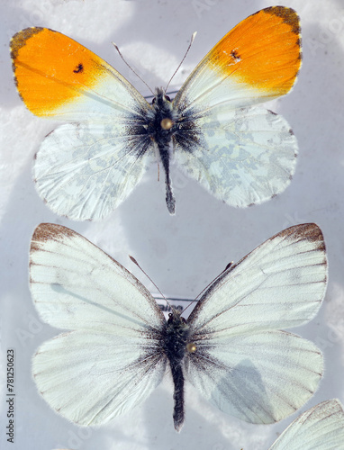 Bright colorful butterflies in the collection. Pieridae butterflies. Orange t...