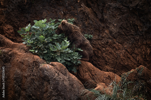 portrait of eurasian brown bear walking on the rocks, playing around photo