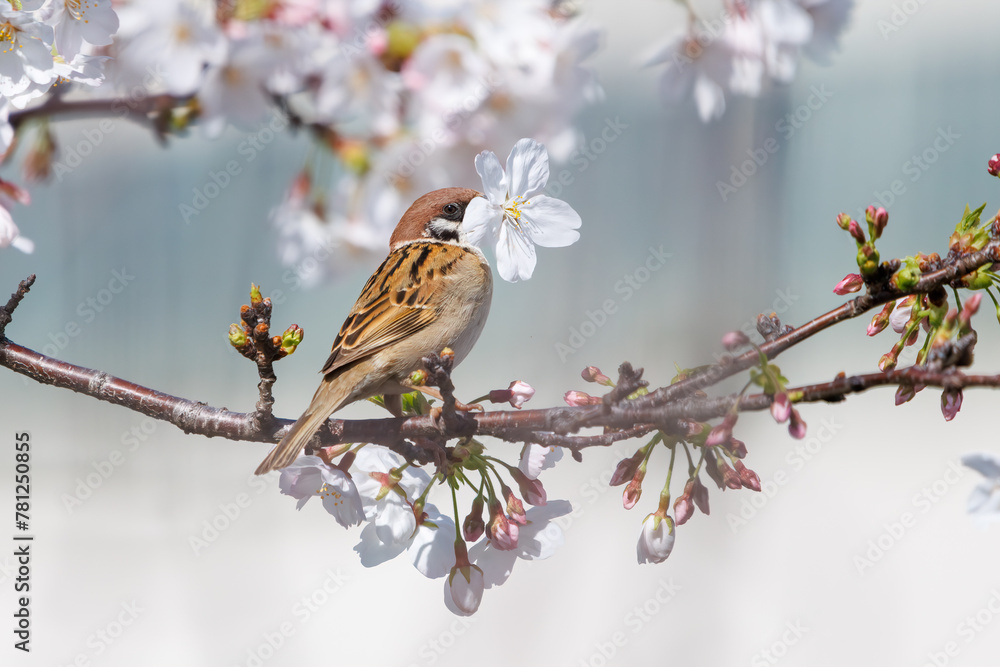 美しいソメイヨシノ(桜)の間を飛び回り盗蜜する可愛いスズメ(スズメ科)。
日本国神奈川県横浜市鶴見区、矢向一丁目公園にて。
2024年4月7日撮影。
Lovely Tree Sparrow (Passer montanus : family comprising sparrows) flitting among the beautiful Someiyoshino sakura (Cerasu 美しいソメイヨシノ(桜)の間を飛び回り盗蜜する可愛いスズメ(スズメ科)。
日本国神奈川県横浜市鶴見区、矢向一丁目公園にて。
2024年4月7日撮影。
Lovely Tree Sparrow (Passer montanus : family comprising sparrows) flitting among the beautiful Someiyoshino sakura (Cerasu