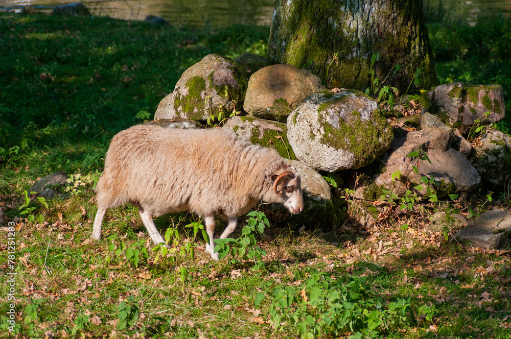 Sheeps in pasture
