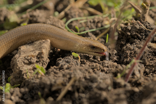 Adult male slow worm